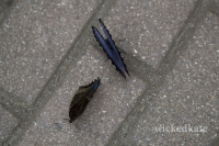 fly13