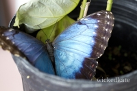 fly59