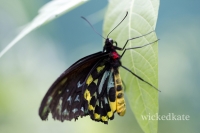 Butterfly Place