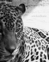 zoo10