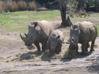 zoo11
