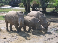 zoo13
