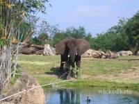 zoo14