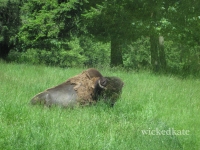zoo17