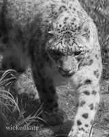 zoo32
