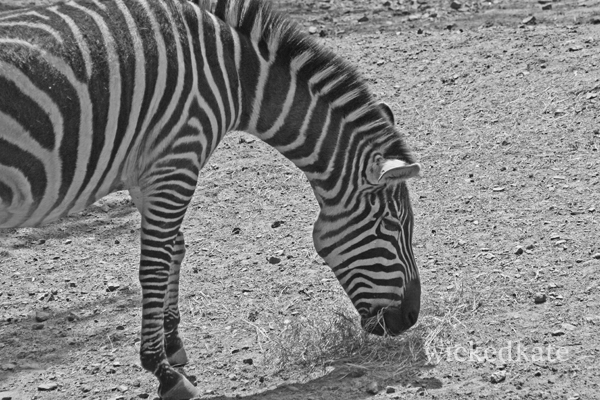zoo1