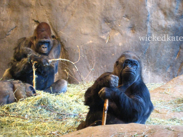 zoo19
