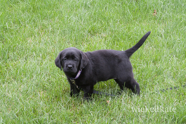 dog1
