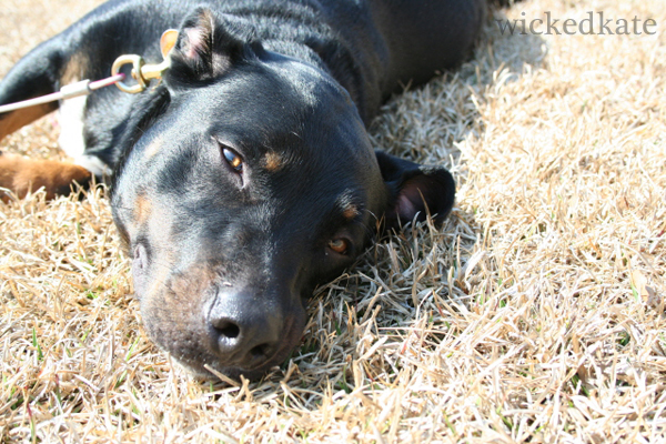 dog20