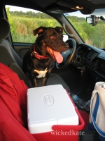 dog11