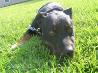 dog12
