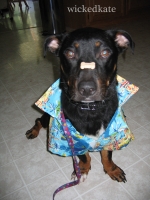 dog15
