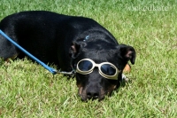 dog17