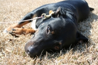 dog19