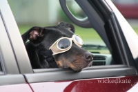 dog2