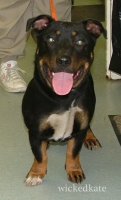 dog21