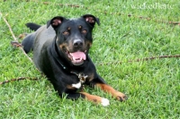 dog22