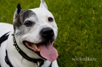 dog24