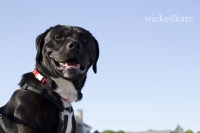 dog28