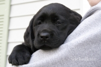 dog30
