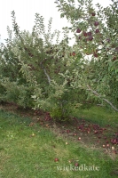 ne5