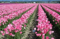 skagit1