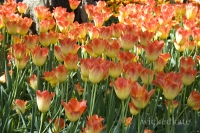 skagit11