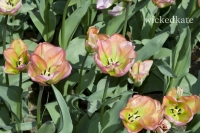 skagit14