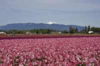 skagit3