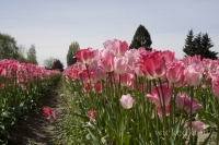 skagit4