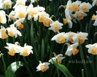 skagit7