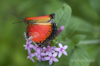 butterflyplace1