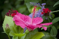 butterflyplace3