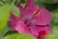 butterflyplace4