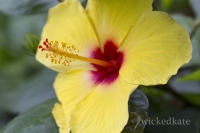 butterflyplace5