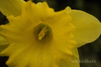 daffodilarbor