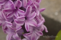 purplefrontyard
