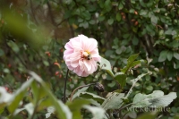 rosebee