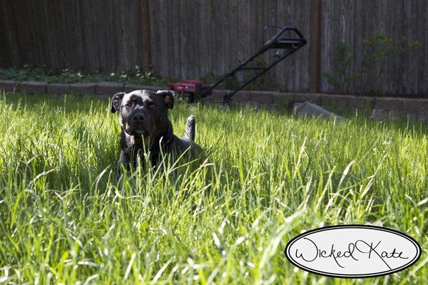 dog in deep grass